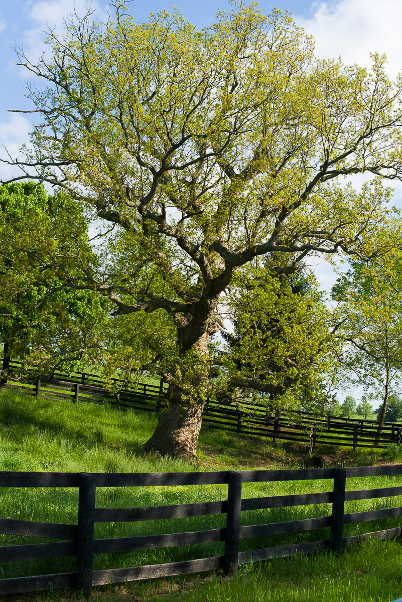 chinkapin oak, Quercus muehlenbergii - Venerable Trees